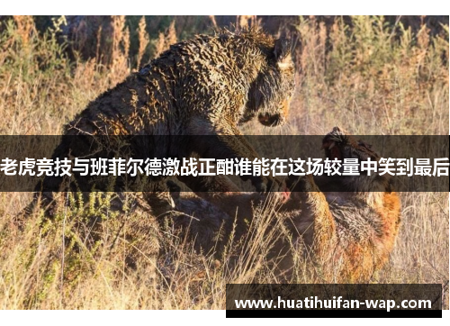 老虎竞技与班菲尔德激战正酣谁能在这场较量中笑到最后